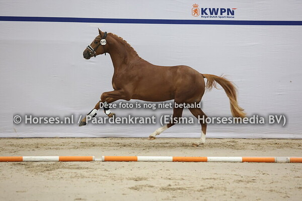 515 (Taminau x Apache)