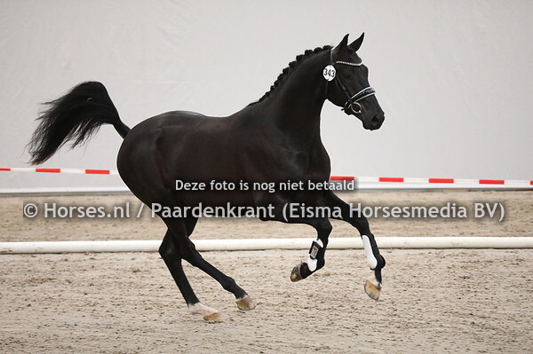 343 Desperados x Westpoint