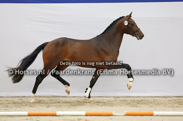 417 Kingston Blue Hors  x  Franklin)