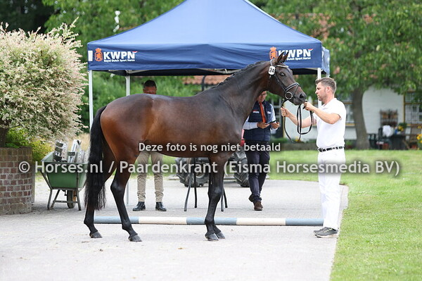 24 Surpryce For Ferrero x Nitana la Promesa v. Incognito)