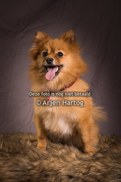 Dierendag2022Groenrijk