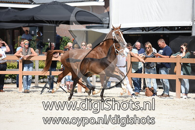 Niandro R v. Cizandro