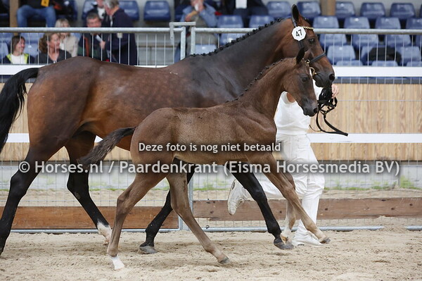 47 Vigicini (High Shutterfly x Bigicini v. Kojak)