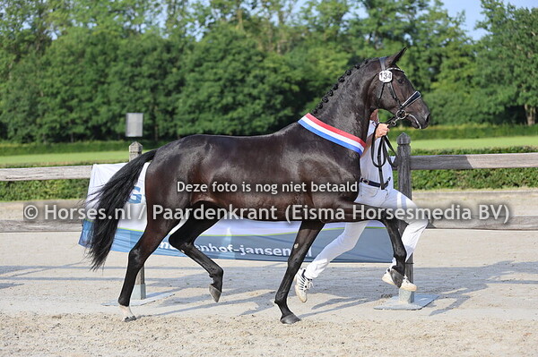 18-07-2025 CK regio Oost Dressuur