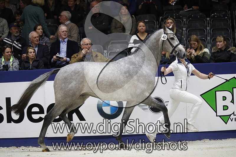 Qulano van het Keizershof v. Cohinoor VDL