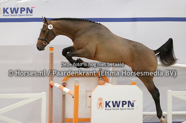 16 Riwyruso H (Baltic x Wyrusa v. Corland) (1)