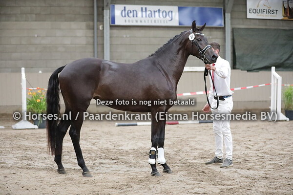 37 Martina Zanda Frieschwijk (Milennuim x Zandafanory v. Stedinger)