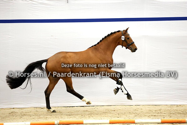 KWPN 1e bez 13 december dressuur ochtend 2024