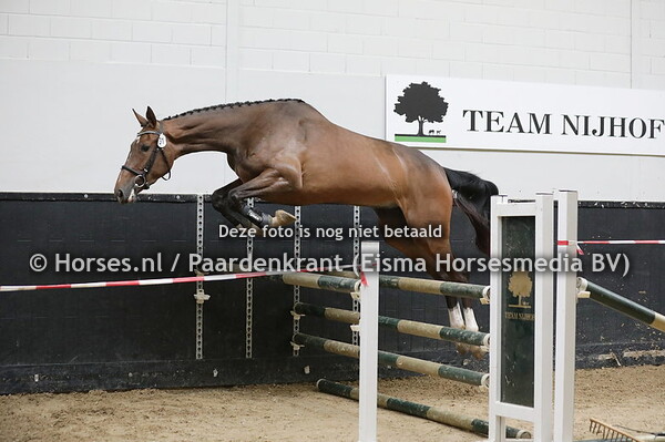 31 Porella TS (Poker de Mariposa x Carola v. Air Jordan)