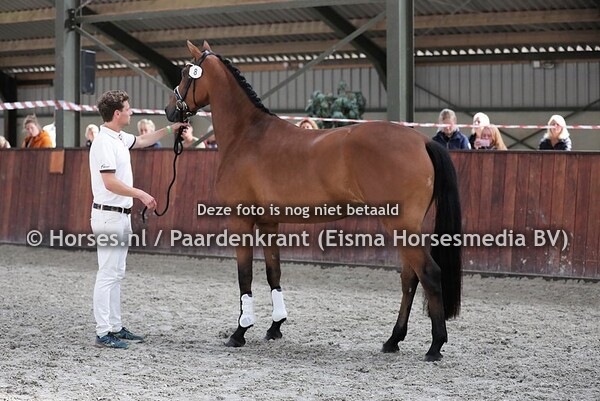 06-07-2020 Stamboekkeruing KWPN Middenbeemster
