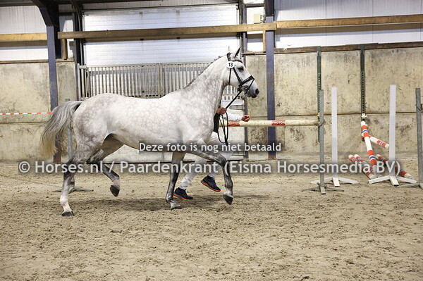 13 Noah Blue (Chacoon Blue x Jillz v. Calvaro)