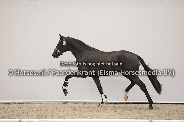 558 Souveraen x Santano