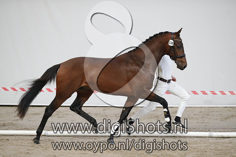 Magnificient Summer v. Dark Pleasure