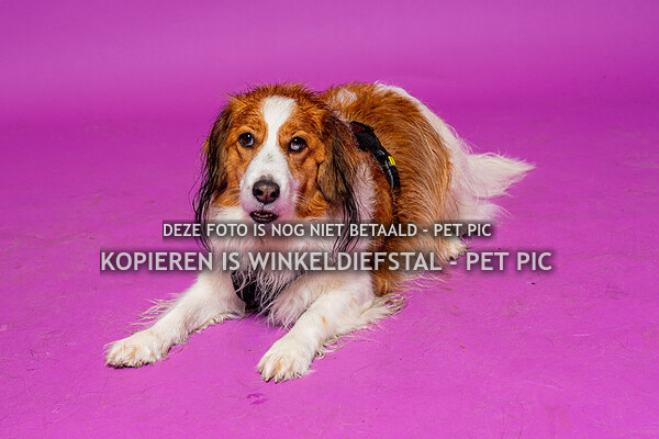 hond 22