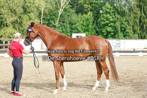 2. MERRIES 3 JAAR DRESSUUR