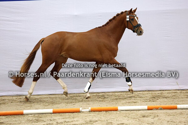 454 (My Blue Hors Santiano x Johnson)