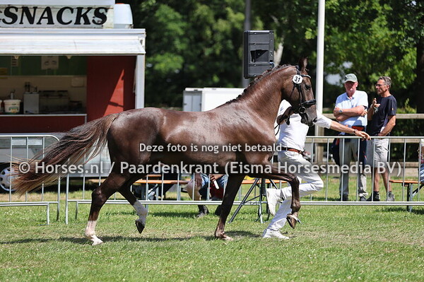 31 Surprise by Starlight