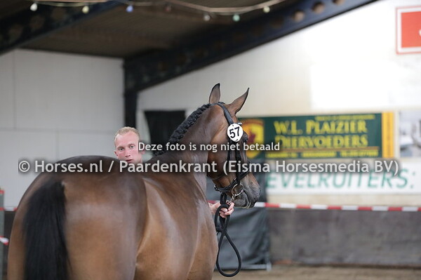 57 Magic Meara (Desperado x Wereara)