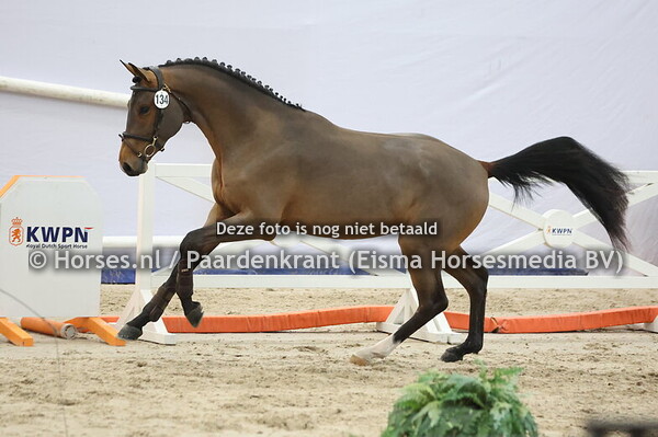 134 (Pegase van't Ruytershof x Der Senaat) (1)