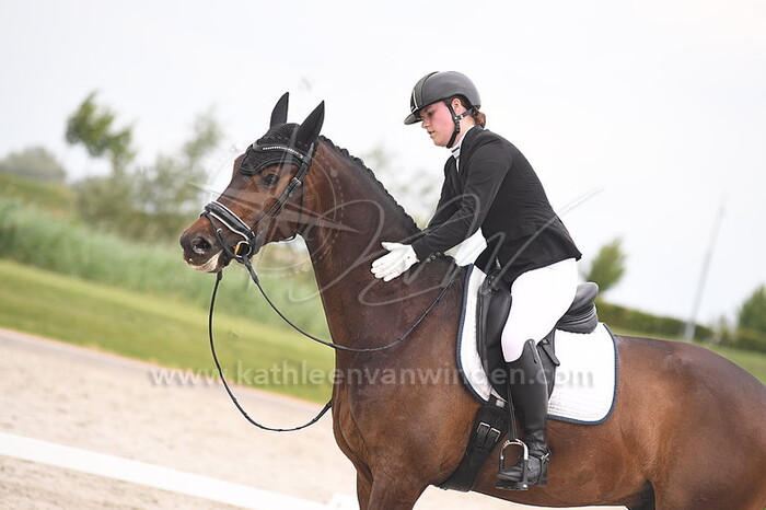 Klasse M1 M2 paarden