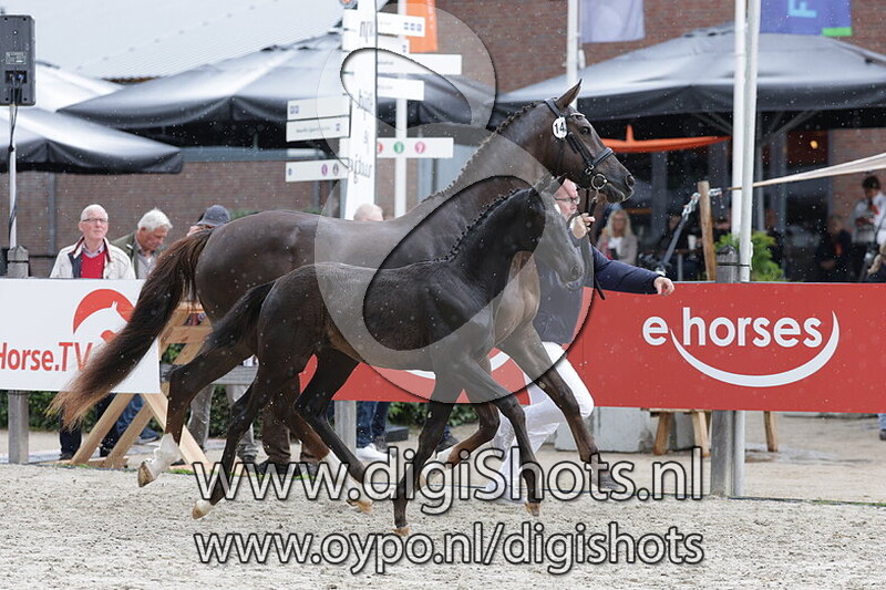 Vivanita v. Lamborghini US