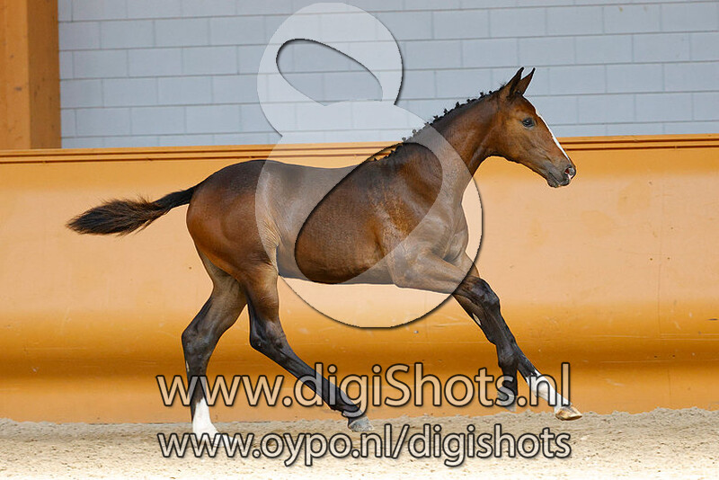 Eclipe ZG v. Escape Z