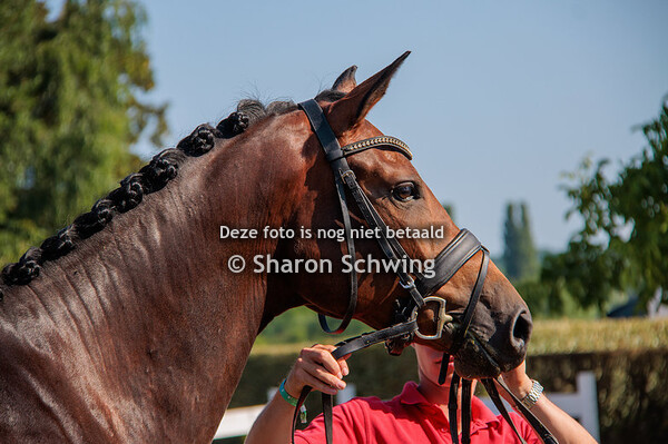 Merries 4 jaar dressuur