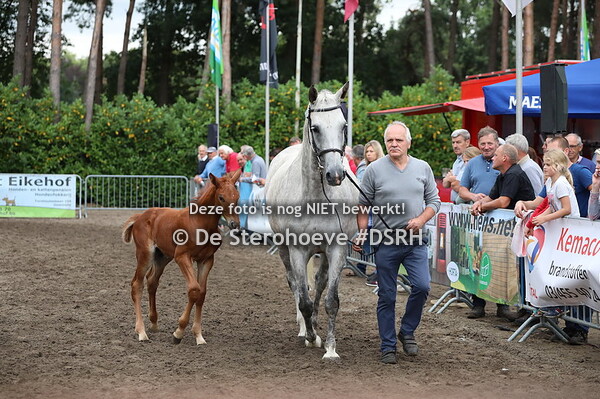 Hengstenveulens springen (nr 38 - ...)
