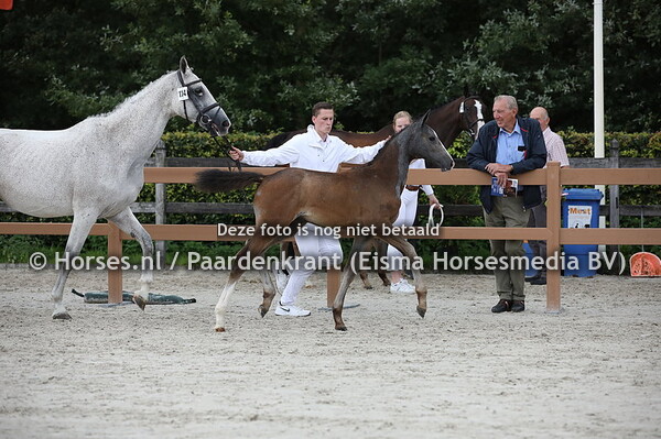 114 Only (Kasper DDH x beaniek v. Valentino DDH)