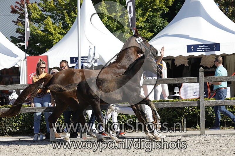 Tarantino VHD v. Omar Sharif