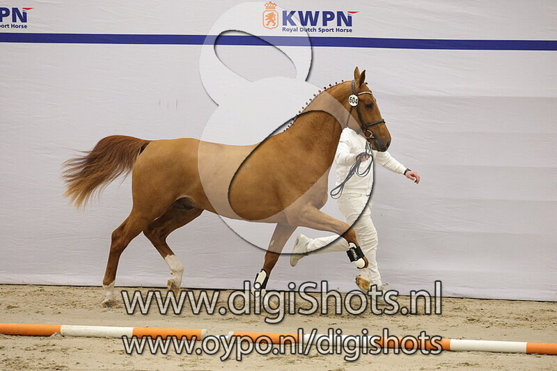 Tinus van het Woldhuis