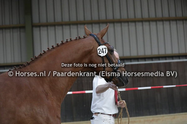 247 Minente (Impresario x Odessa v. Jazz)