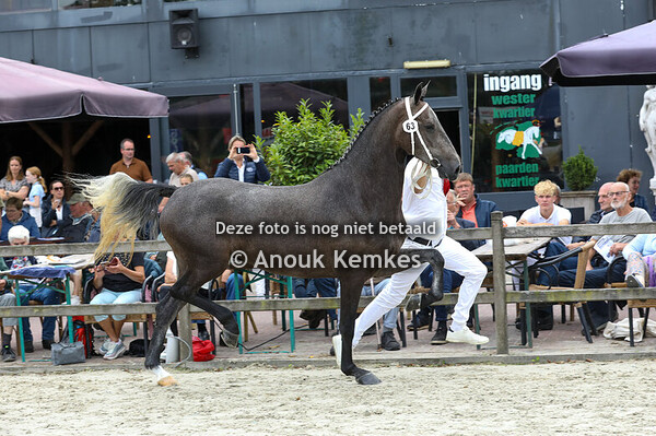 63 - Siereda ( Magnifiek x Cizandro )