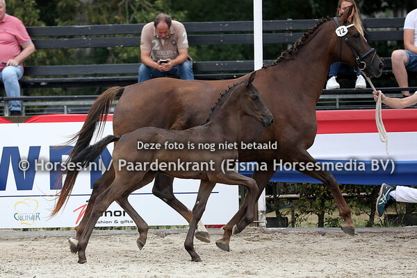 72 Odyssee (Furst Toto x Icha v. Negro)