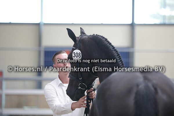 308 Miekerose (Wynton x Torose v. Ferro) (1)