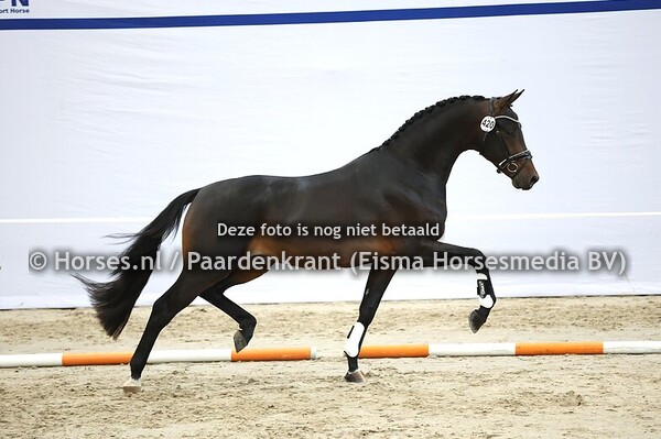 11-12-2025 1e bez KWPN dressuur + Gelders