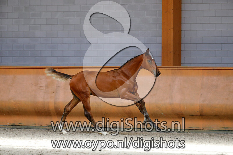 Noble Blue JVL v. Zirocco Blue VDL