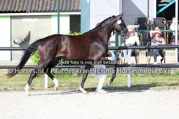 32 SO PLATINA RS (BARTON VDL x MISS PLATINA RS V HENNESSY)