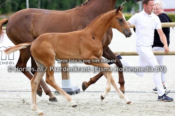 49 Verkade's Vingino MK (One Million x Mrci v. Ferguson)
