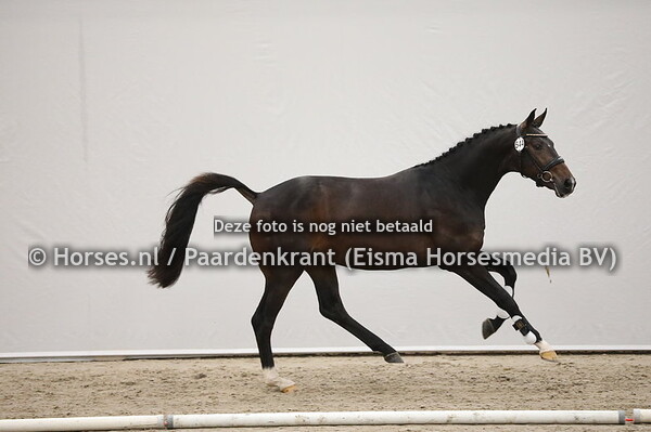 544 Rubin Royal x San Amour