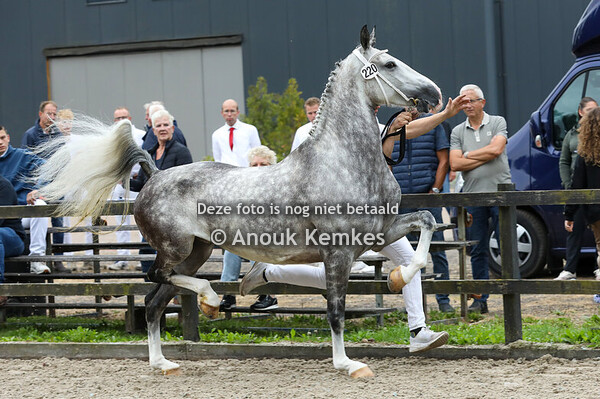 Oudine ( sportnaam Olympia ) ( Idol x Waldemar )