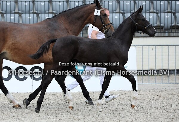 7 Orlando (Kanndarco x Beauty v. Sheraton (1)