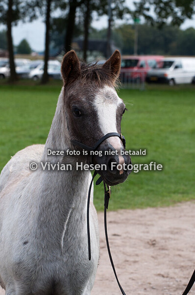 Fokpaardendag Lierop
