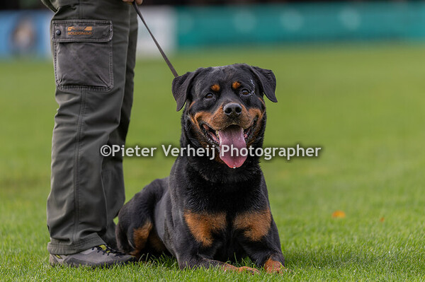Catnr 54 FRANCESCO TROITO with Aron LO1923306