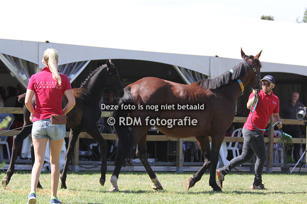 BWP keuring 2024 Wippelgem deel 1 na middag 