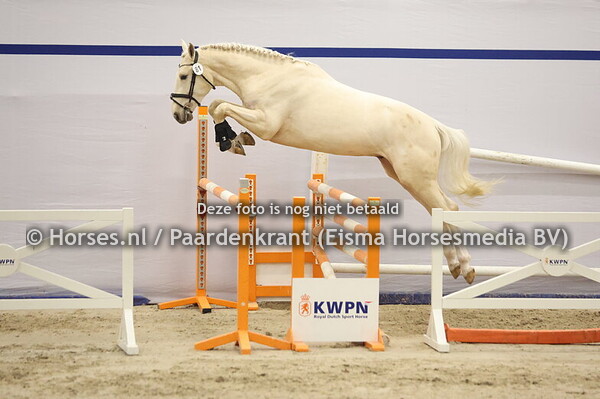 81 (Emerald van't Ruytershof x McJonnas)