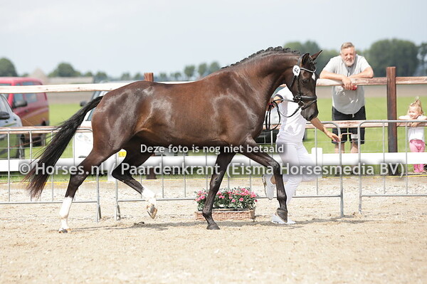 44 Owendy (Franklin x Gwendy v.Zhivago) (1)
