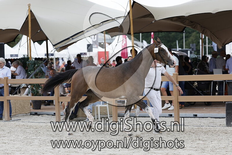 Painted Dorissa v. Grandorado TN