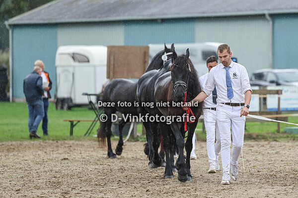 7. Premiekeuring van 4 jaar e.o. stamboekmerries