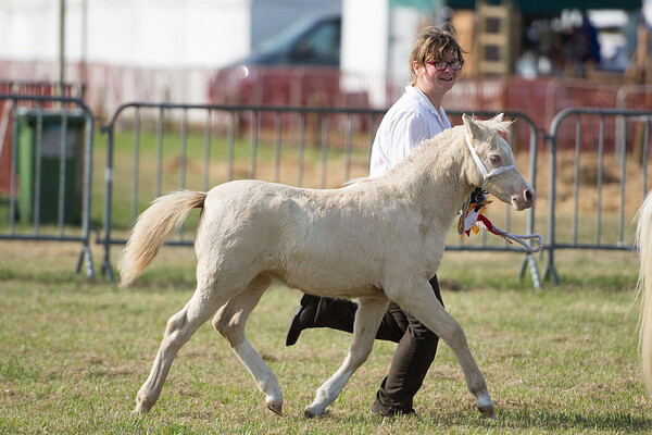 Nationale Show Welsh Belgium